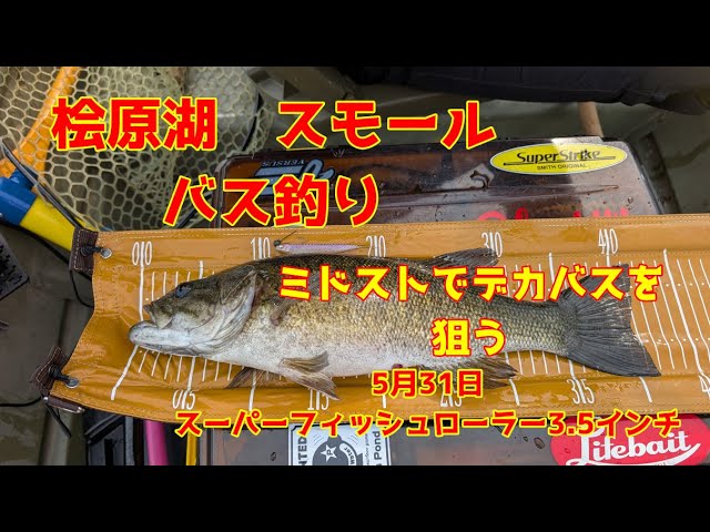 2025年5月31日 桧原湖 スモールマウスバス釣り レイドの新商品 スーパーフィッシュローラー3.5インチはエサですね