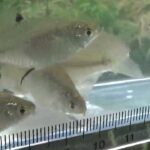 【タナゴ釣り 小物釣り】緩い流れの小さな川で小物釣り② 2025年6月中旬