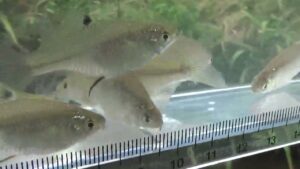 【タナゴ釣り 小物釣り】緩い流れの小さな川で小物釣り② 2025年6月中旬