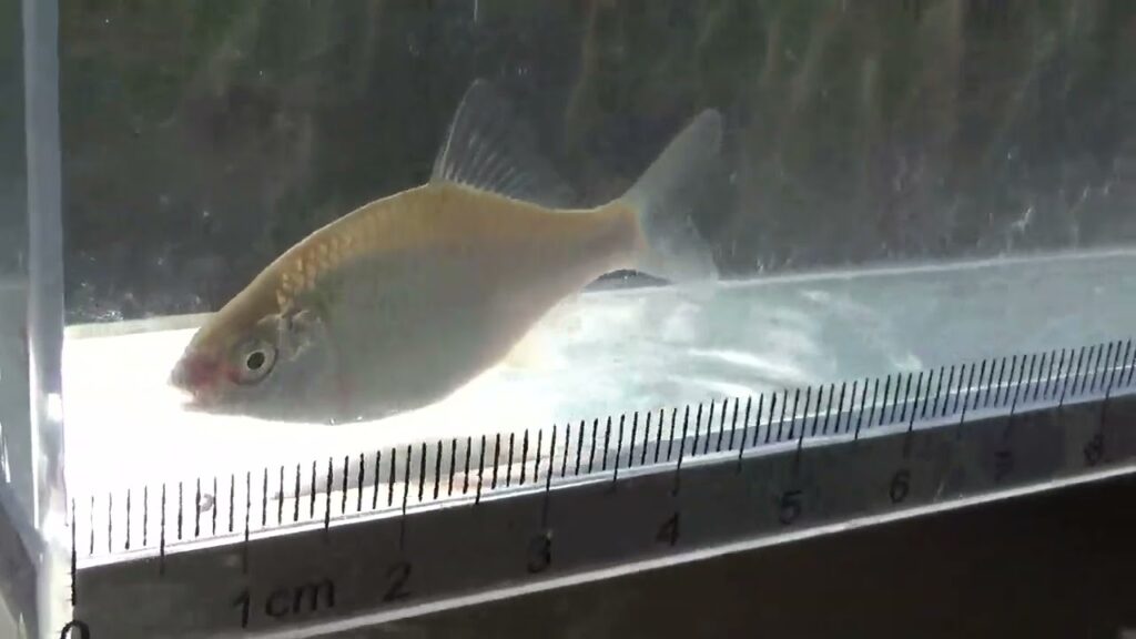 【タナゴ釣り 小物釣り】田んぼの間を流れる用水路で小物釣り 2025年6月中旬