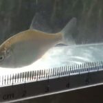 【タナゴ釣り 小物釣り】田んぼの間を流れる用水路で小物釣り 2025年6月中旬