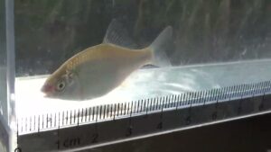 【タナゴ釣り 小物釣り】田んぼの間を流れる用水路で小物釣り 2025年6月中旬