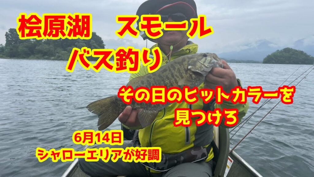 2025年6月14日　桧原湖　スモールマウスバス釣り　シャローエリアが好調な時期が来ましたよ
