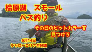 2025年6月14日 桧原湖 スモールマウスバス釣り シャローエリアが好調な時期が来ましたよ