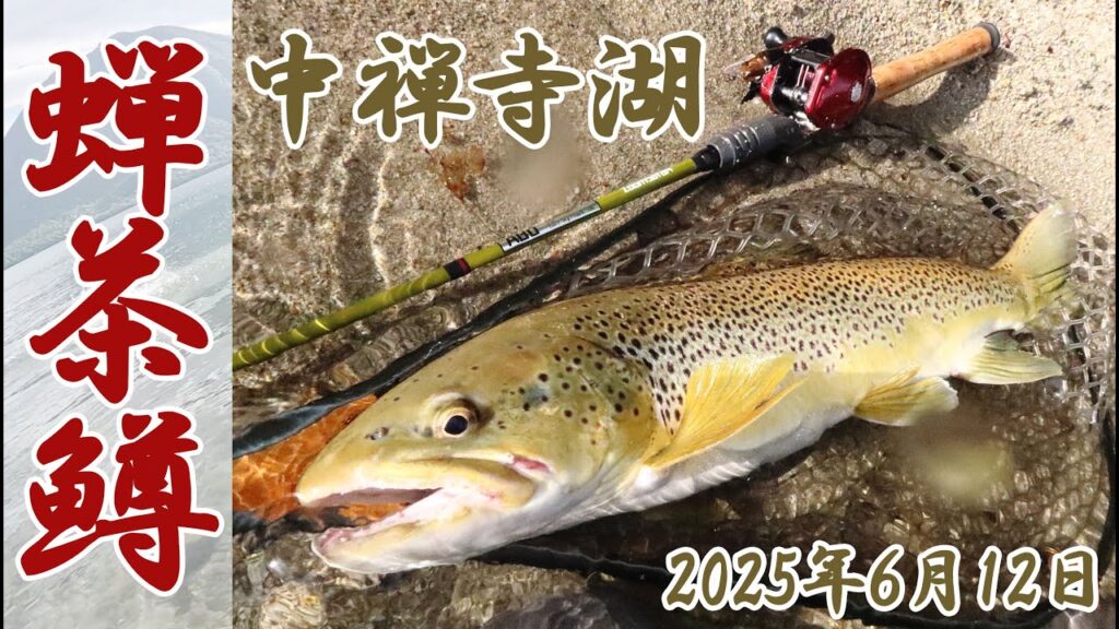 【中禅寺湖】今季3回目の中禅寺湖釣行！セミパターンが見事にはまってブラウントラウトが爆釣(当社比)したお話。　#トップウォーター #中禅寺湖 #蝉ブラ #アンバサダー1000 #ズームサファリ