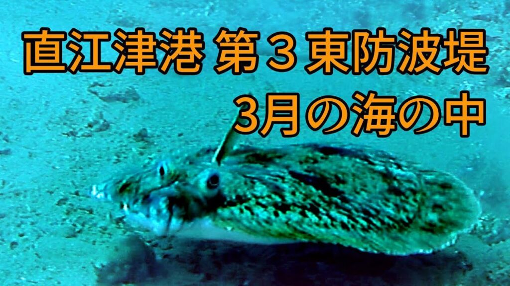 直江津港第3東防波堤 管理釣り場 ハッピーフィッシング　3月の海の中　内側 300ⅿ付近　新潟 釣り