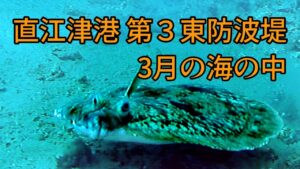 直江津港第3東防波堤 管理釣り場 ハッピーフィッシング　3月の海の中　内側 300ⅿ付近　新潟 釣り