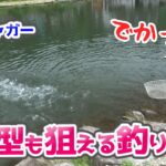 新たな管理釣り場を開拓！308CLUBで爆釣！【エリアトラウト】／HartDesign TV(ハートデザインTV) 【Vol.360】