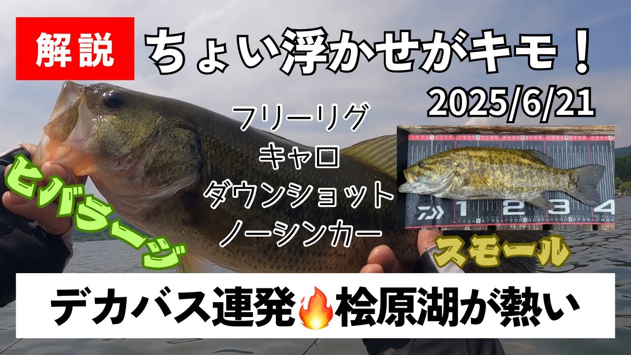 【桧原湖バス釣り】40UPがボコボコ釣れる！桧原湖行くなら今がチャンス😉