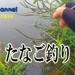 【小物釣り】埼玉県富士見市のび○沼でたなご釣りしてきました！【4k】