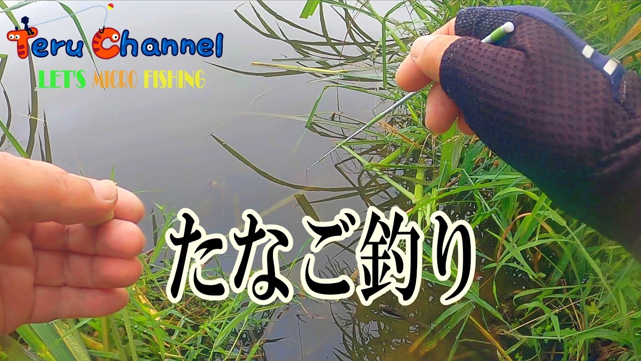 【小物釣り】埼玉県富士見市のび○沼でたなご釣りしてきました!【4k】