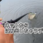 柴山沼本湖で50upのモンスター降臨！！！【バス釣り】