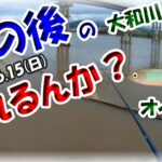 【6月・オイカワ釣り・大和川】ヤバい！梅雨の大雨後の茶色の川でオイカワ釣れるんか？マルキュー九ちゃん・かなり厳しい条件でも何とか釣れた！？鉄橋横で良型も！？