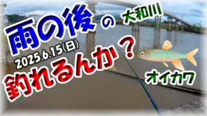【6月・オイカワ釣り・大和川】ヤバい！梅雨の大雨後の茶色の川でオイカワ釣れるんか？マルキュー九ちゃん・かなり厳しい条件でも何とか釣れた！？鉄橋横で良型も！？
