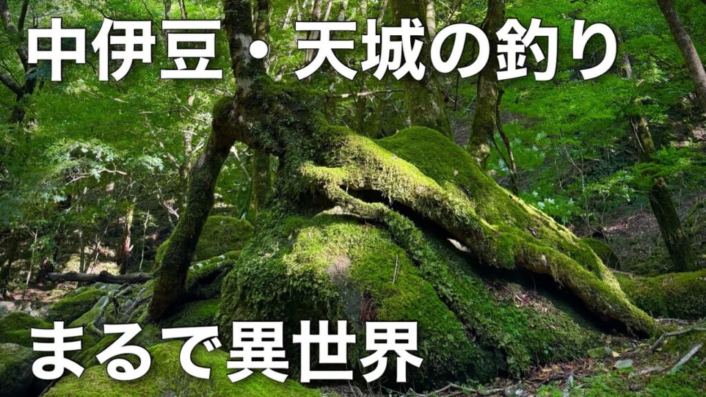 【伊豆の釣り】6月の渓流ルアーフィッシング