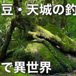 【伊豆の釣り】6月の渓流ルアーフィッシング