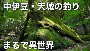 【伊豆の釣り】6月の渓流ルアーフィッシング