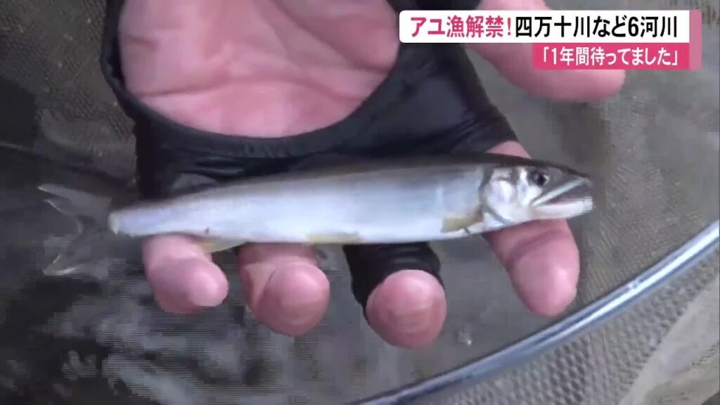 四万十川など6河川でアユ漁解禁！カワウ被害対策で前倒しも【高知】 (25/05/15 11:30)