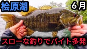 【桧原湖バス釣り】【6月】スローな釣りでバイト多発！