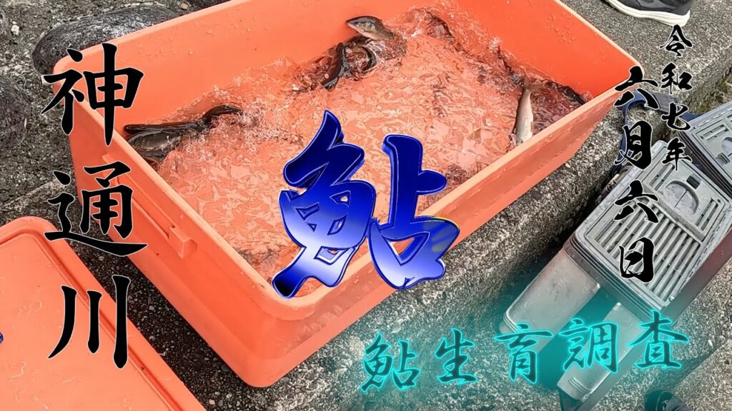 6 6 神通川鮎生育調査