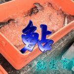 6 6 神通川鮎生育調査