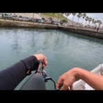 本日直近最速情報📢6月15日(日)【浜名湖サビキ釣り】🎣