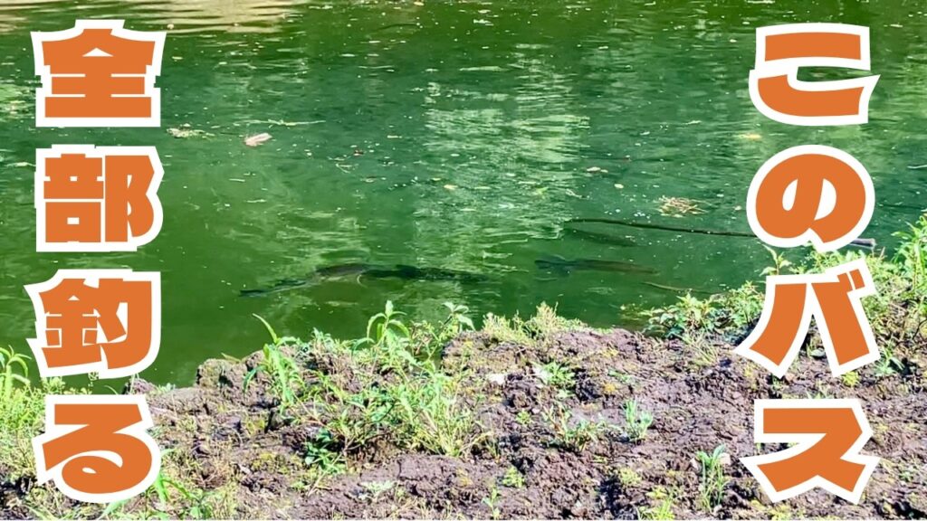 【6/19 奥多摩湖】50アップを含む衝撃の5連発！この釣果は伝説になる...奥多摩ドリーム〜夏の陣〜