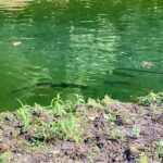 【6/19 奥多摩湖】50アップを含む衝撃の5連発！この釣果は伝説になる...奥多摩ドリーム〜夏の陣〜