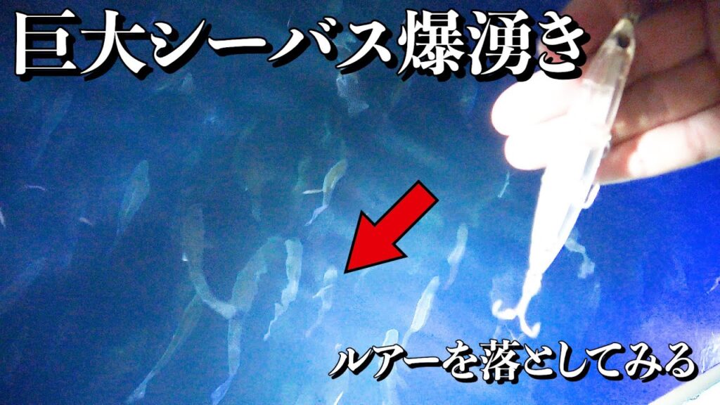 【衝撃】橋の下をライトで照らすと70センチ越え巨大シーバスが入れ食いに！！！！
