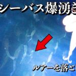 【衝撃】橋の下をライトで照らすと70センチ越え巨大シーバスが入れ食いに！！！！