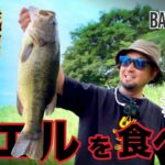 BABATube【多々良沼・城沼】カエル食いはミニガニで一撃！？