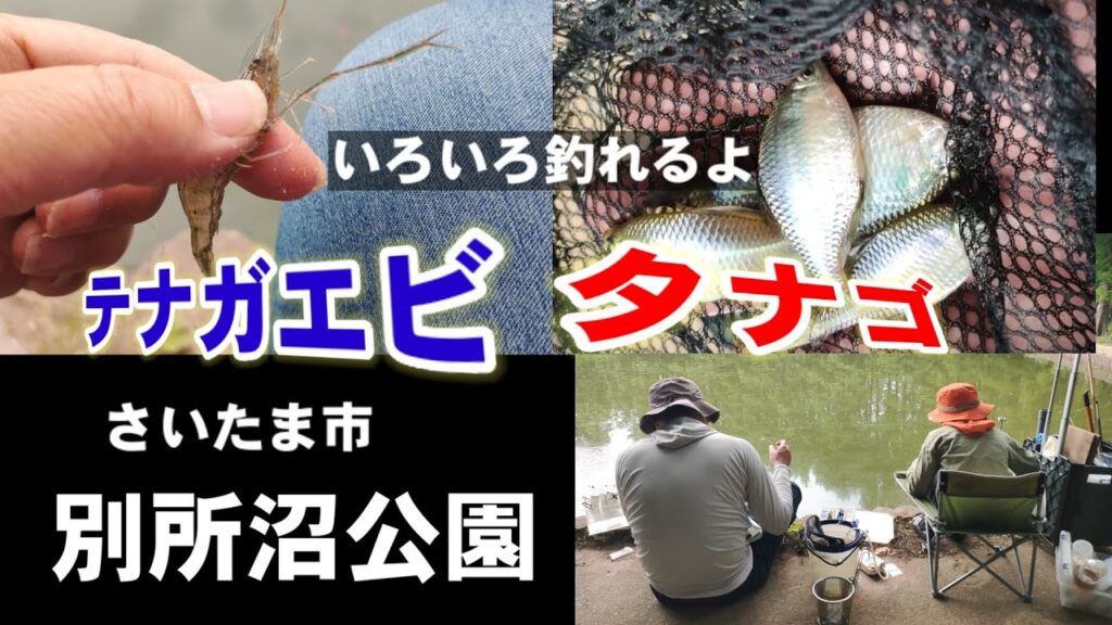 親子で魚釣り都会のオアシスいろいろ釣れる【埼玉県別所沼公園】Fishing Girl | Best Fishing Video