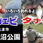 親子で魚釣り都会のオアシスいろいろ釣れる【埼玉県別所沼公園】Fishing Girl | Best Fishing Video