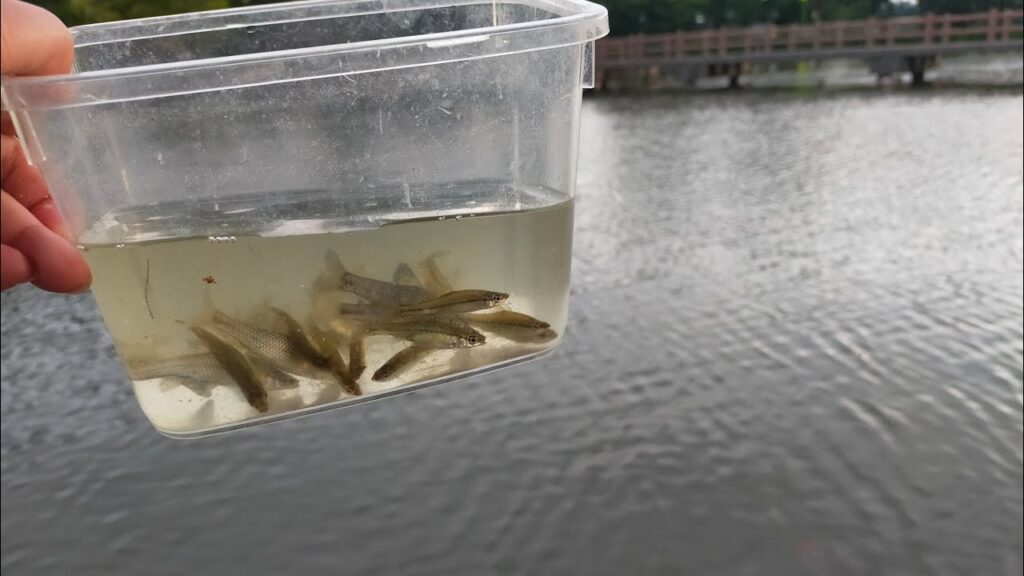 春日部池釣りライブ【薬師沼親水公園】Fishing Girl | Best Fishing Video