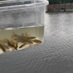 春日部池釣りライブ【薬師沼親水公園】Fishing Girl | Best Fishing Video