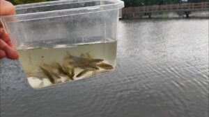 春日部池釣りライブ【薬師沼親水公園】Fishing Girl | Best Fishing Video