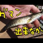 印旛沼にバス釣り行ったが・・・また変な釣りしてしまった（^ ^;）【ちびライギョ釣り】Fishing for Snakehead at Inbanuma
