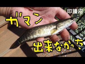 印旛沼にバス釣り行ったが・・・また変な釣りしてしまった(^ ^;)【ちびライギョ釣り】Fishing for Snakehead at Inbanuma