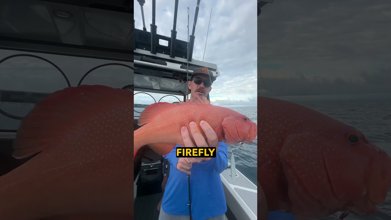Jigging The Great Barrier Reef 🪸 #fishing #jigging #greatbarrierreef