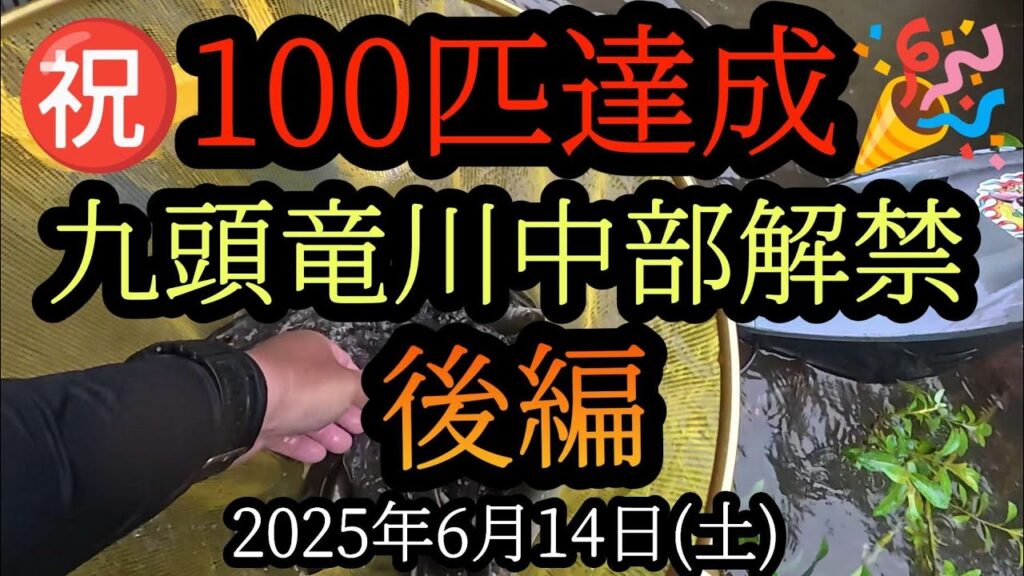 【がまかつパワーR急瀬8mで暴風雨の中100匹達成！】束釣り　後編　九頭竜川中部解禁