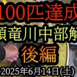 【がまかつパワーR急瀬8mで暴風雨の中100匹達成！】束釣り　後編　九頭竜川中部解禁