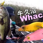 【牛久沼×フロッグ】ワッカー連発！牛久のアフターはやはりコレ。【Teckel】2025.5.22