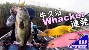 【牛久沼×フロッグ】ワッカー連発！牛久のアフターはやはりコレ。【Teckel】2025.5.22