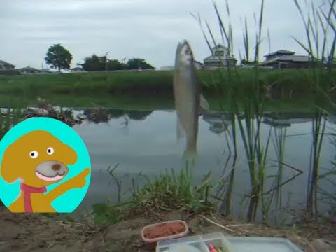 老人ごそごそ日記👉川釣り　ハエ、ヤマベ、オイカワ　Tiny　Fishing.