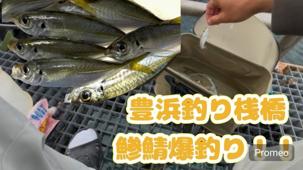 豊浜釣り桟橋で鯵鯖釣れているので釣りに行ってみた！#豊浜釣り桟橋 #fishing #釣り #愛知釣り #鯖 #サビキ釣り