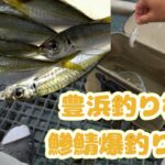 豊浜釣り桟橋で鯵鯖釣れているので釣りに行ってみた！#豊浜釣り桟橋 #fishing #釣り #愛知釣り #鯖 #サビキ釣り