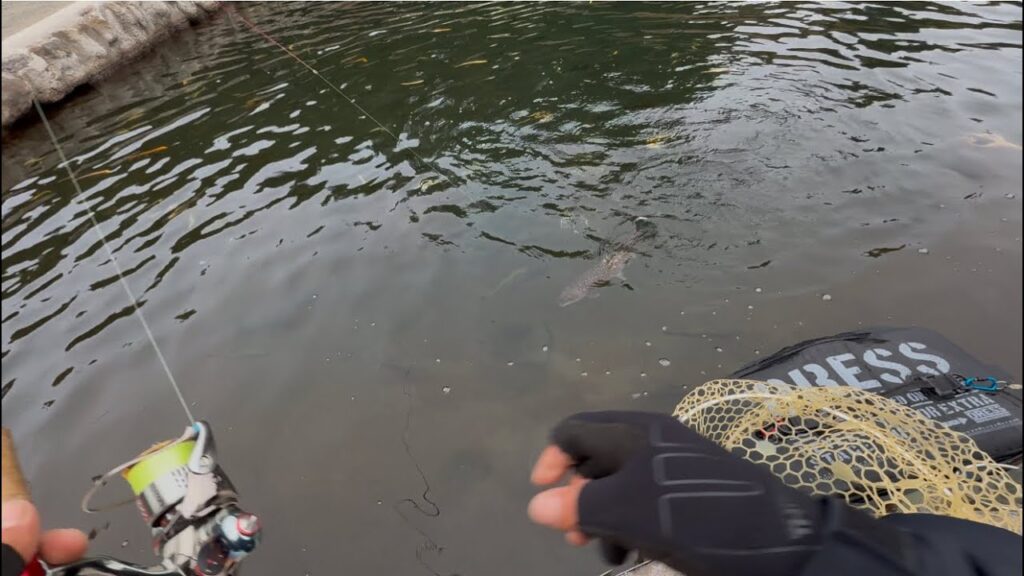 大イワナがいきなり‼️【エリアトラウト 管理釣り場】#足柄キャスティングエリア#頂鱒#おすすめ#攻略#fishing #管理釣り場 #エリアトラウ