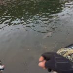 大イワナがいきなり‼️【エリアトラウト 管理釣り場】#足柄キャスティングエリア#頂鱒#おすすめ#攻略#fishing #管理釣り場 #エリアトラウ