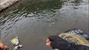 大イワナがいきなり‼️【エリアトラウト 管理釣り場】#足柄キャスティングエリア#頂鱒#おすすめ#攻略#fishing #管理釣り場 #エリアトラウ