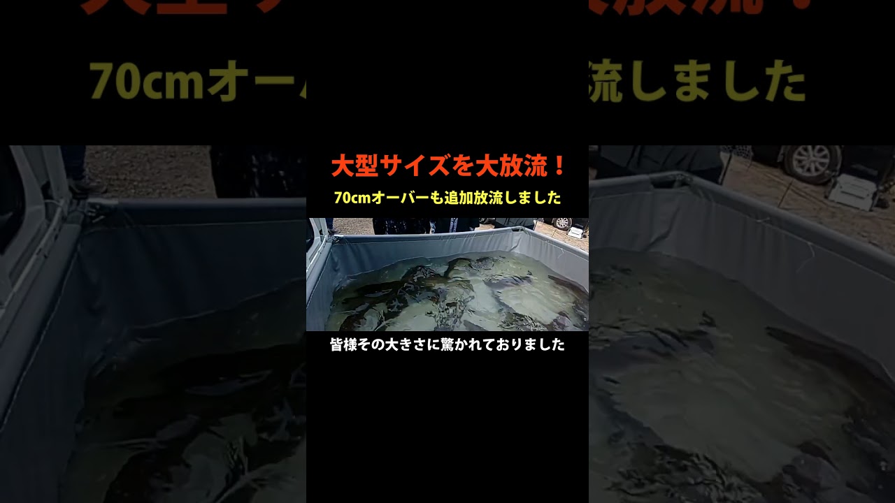 大型魚を大量放流です!/あいづフィッシングエリア #エリアトラウト #fishing #釣り #アウトドア #釣り堀 #管理釣り場